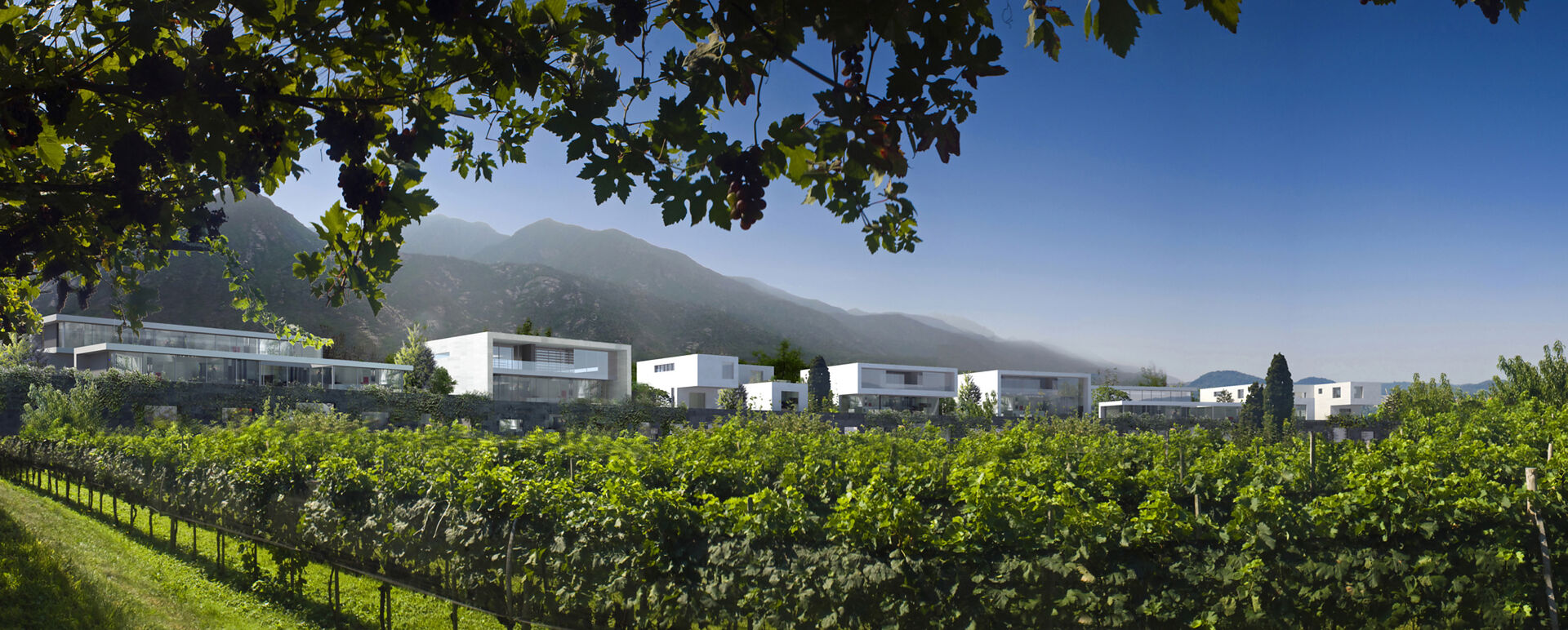 Zhongkun Vineyard