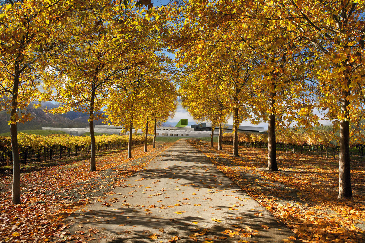 Zhongkun Vineyard