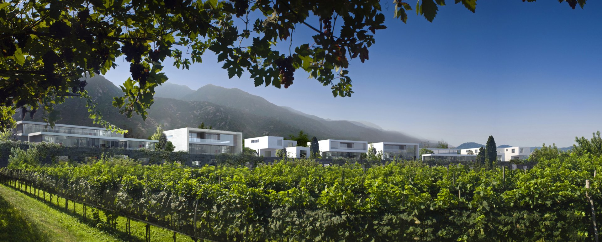 Zhongkun Vineyard