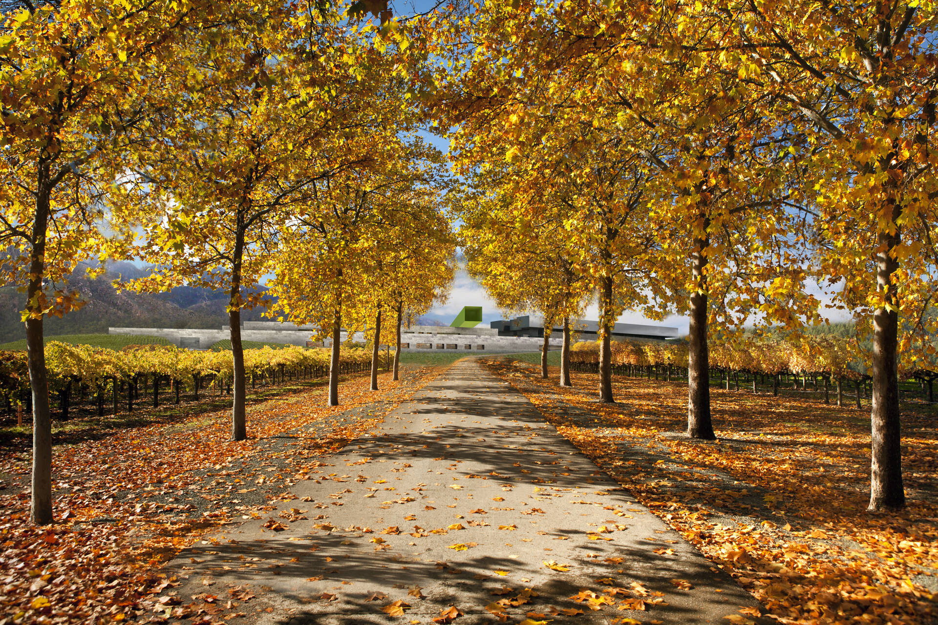 Zhongkun Vineyard